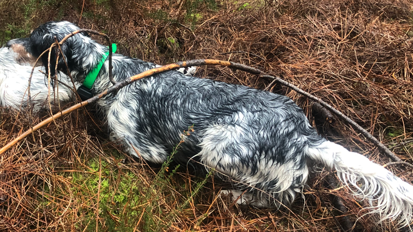 Tutti Du Fief Gascon