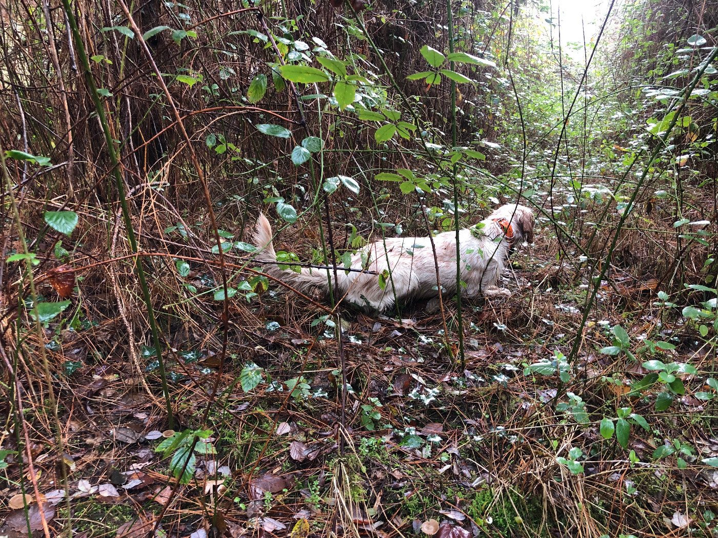 Roxxi Du Val De Ronceveaux