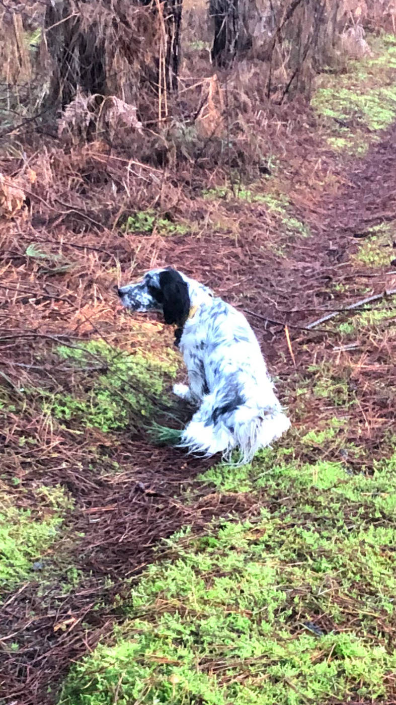 Sya Du Val De Ronceveaux